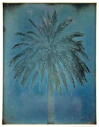 Girault de Prangey (French, 1804–1892). Palm Tree near the Church of Saints Theodore, Athens (89. Athènes. 1842. Palmier près S Théodore.), 1842