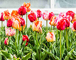 Explore Hillwood from Home: Weekly Highlights Explore Hillwood from Home: Weekly Highlights