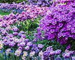 Explore Hillwood from Home: Weekly Highlights Explore Hillwood from Home: Weekly Highlights