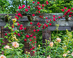 Explore Hillwood from Home: Weekly Highlights | 11.06.2020 Explore Hillwood from Home: Weekly Highlights | 11.06.2020